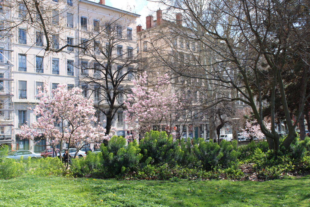 Immobilier Lyon 7 Safari-immobilier chasseurs de biens